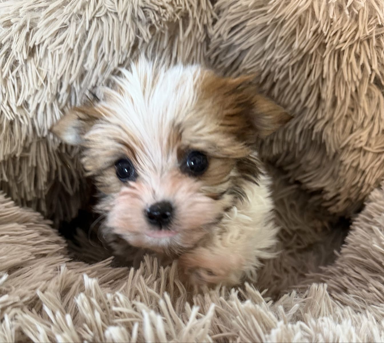 Adorable Tiny Party Yorkie Girl. Yorkies