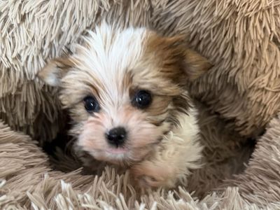 Adorable Tiny Party Yorkie Girl. Yorkies