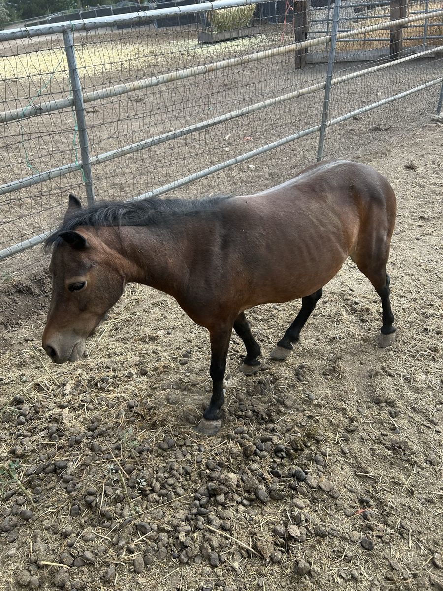 Broke to ride mini horse 