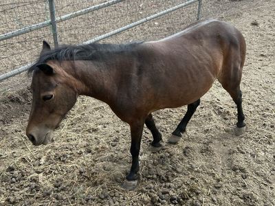 Broke to ride mini horse