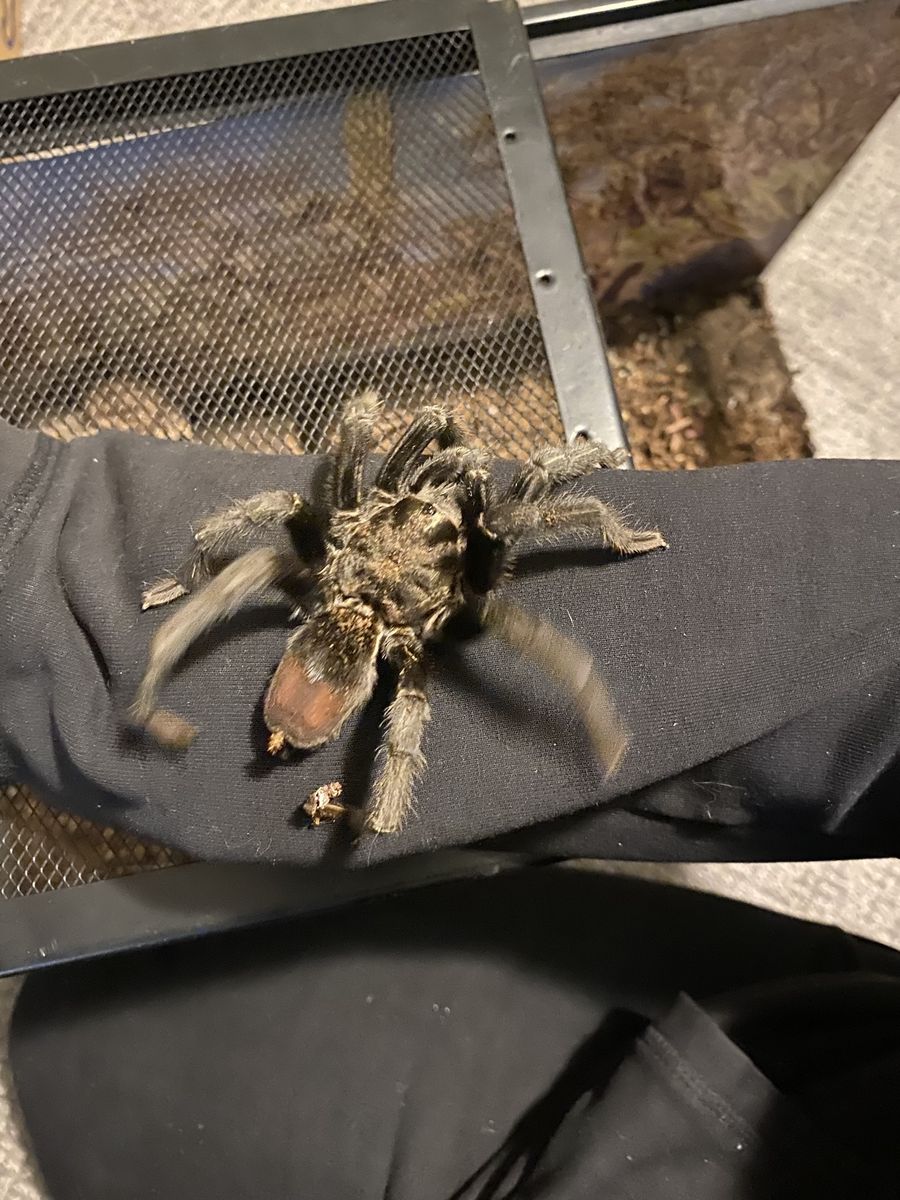 Male G.Pulchra