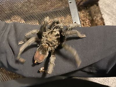 Male G.Pulchra