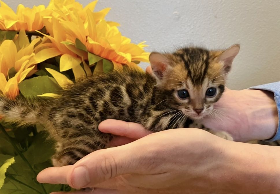 F2 Bengal Kittens