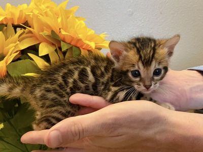 F2 Bengal Kittens