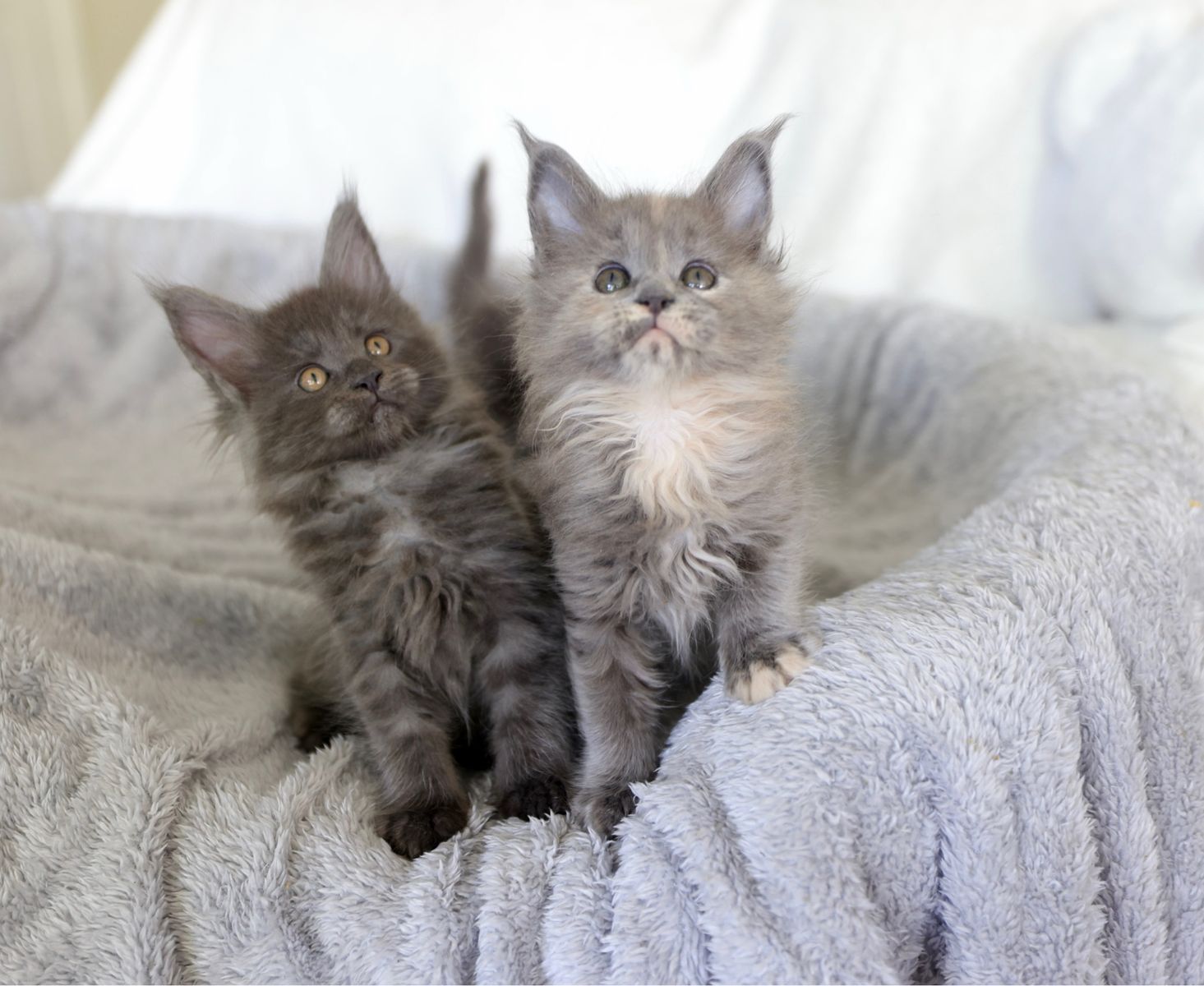 Tica Registered Maine Coon Kittens