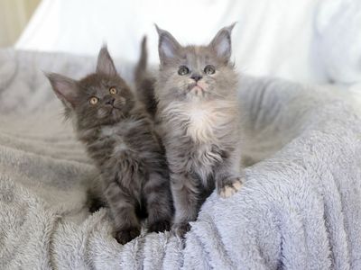 Tica Registered Maine Coon Kittens