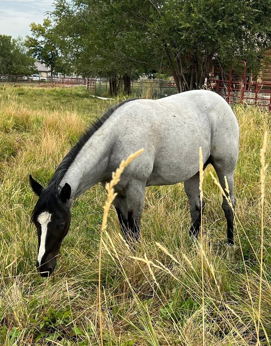 AQHA BLUE ROAN FILLY