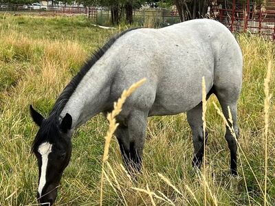 AQHA BLUE ROAN FILLY