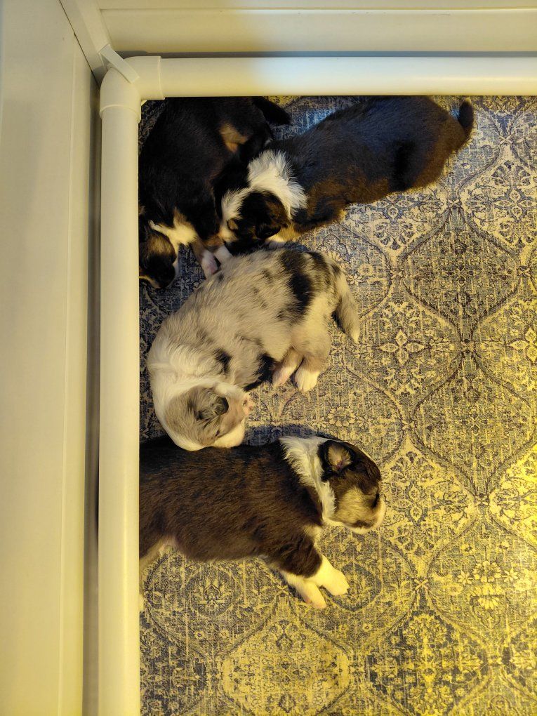 Mini Australian Shepherds Reservations