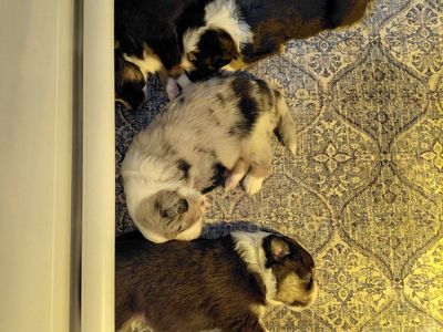 Mini Australian Shepherds Reservations