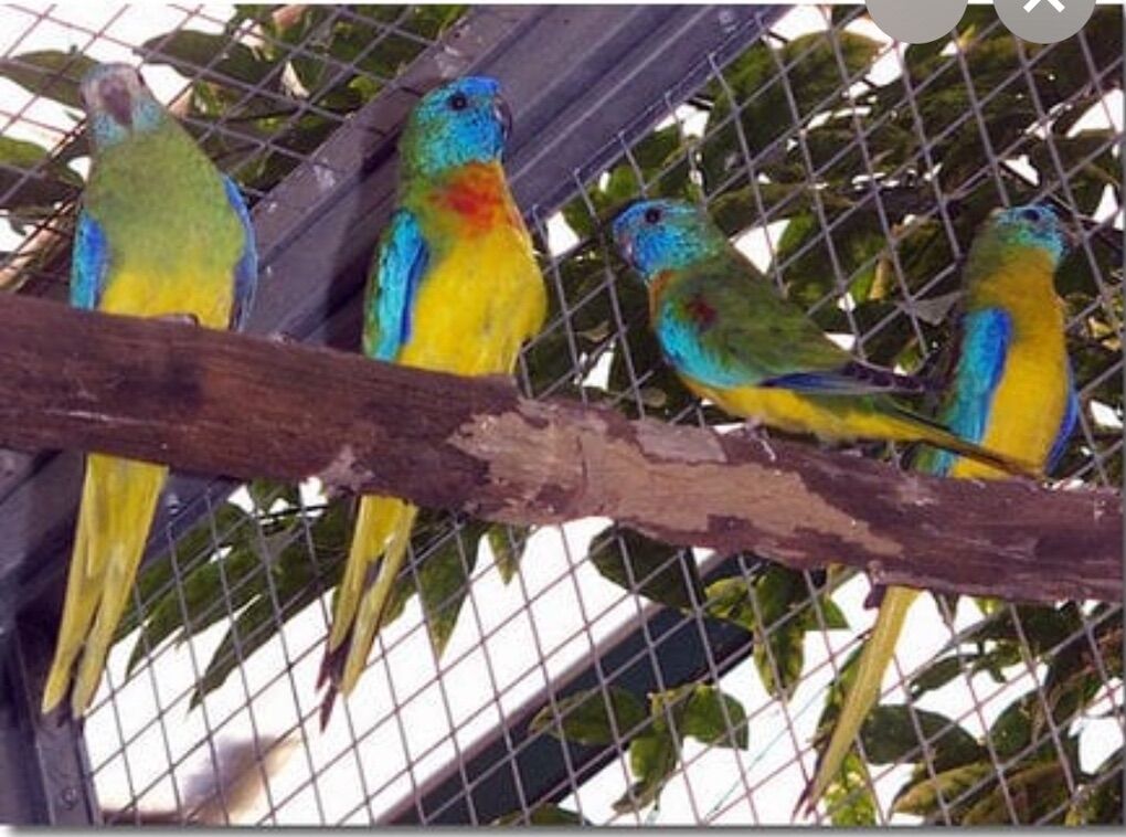 Turquoisine Parakeet Pairs