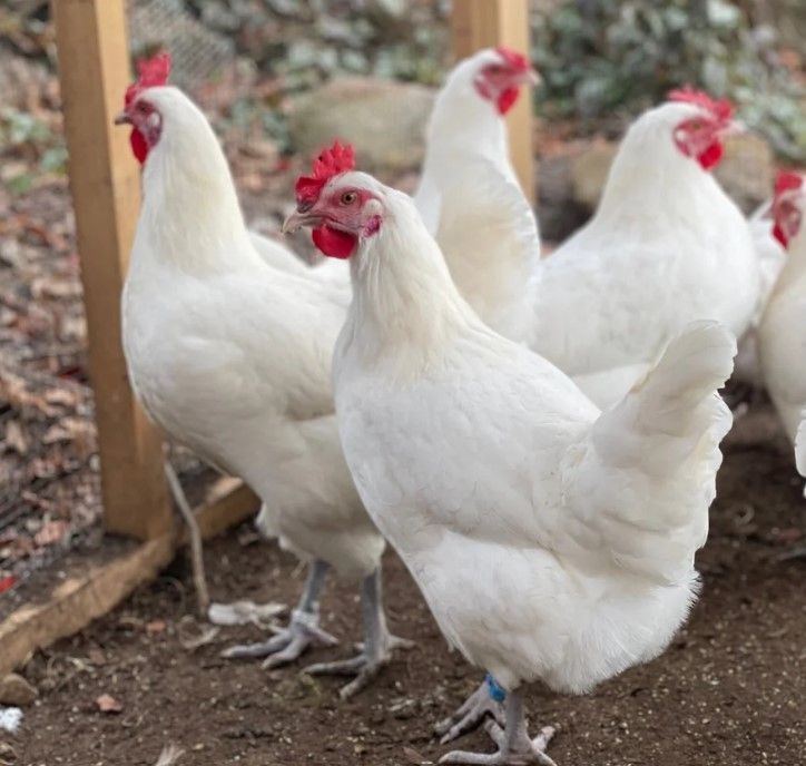 American Bresse Baby Chicks