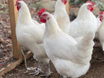 American Bresse Baby Chicks