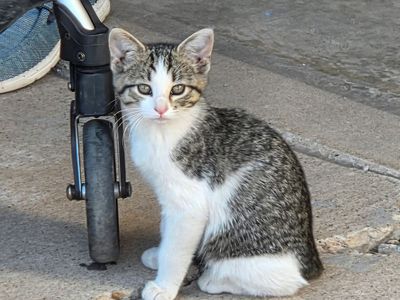 Cute Kittens! 2 females left