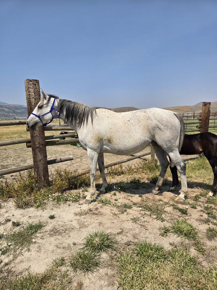 Reg. Mare and half draft 3 in 1 package 