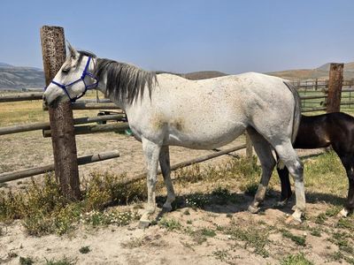 Reg. Mare and half draft 3 in 1 package