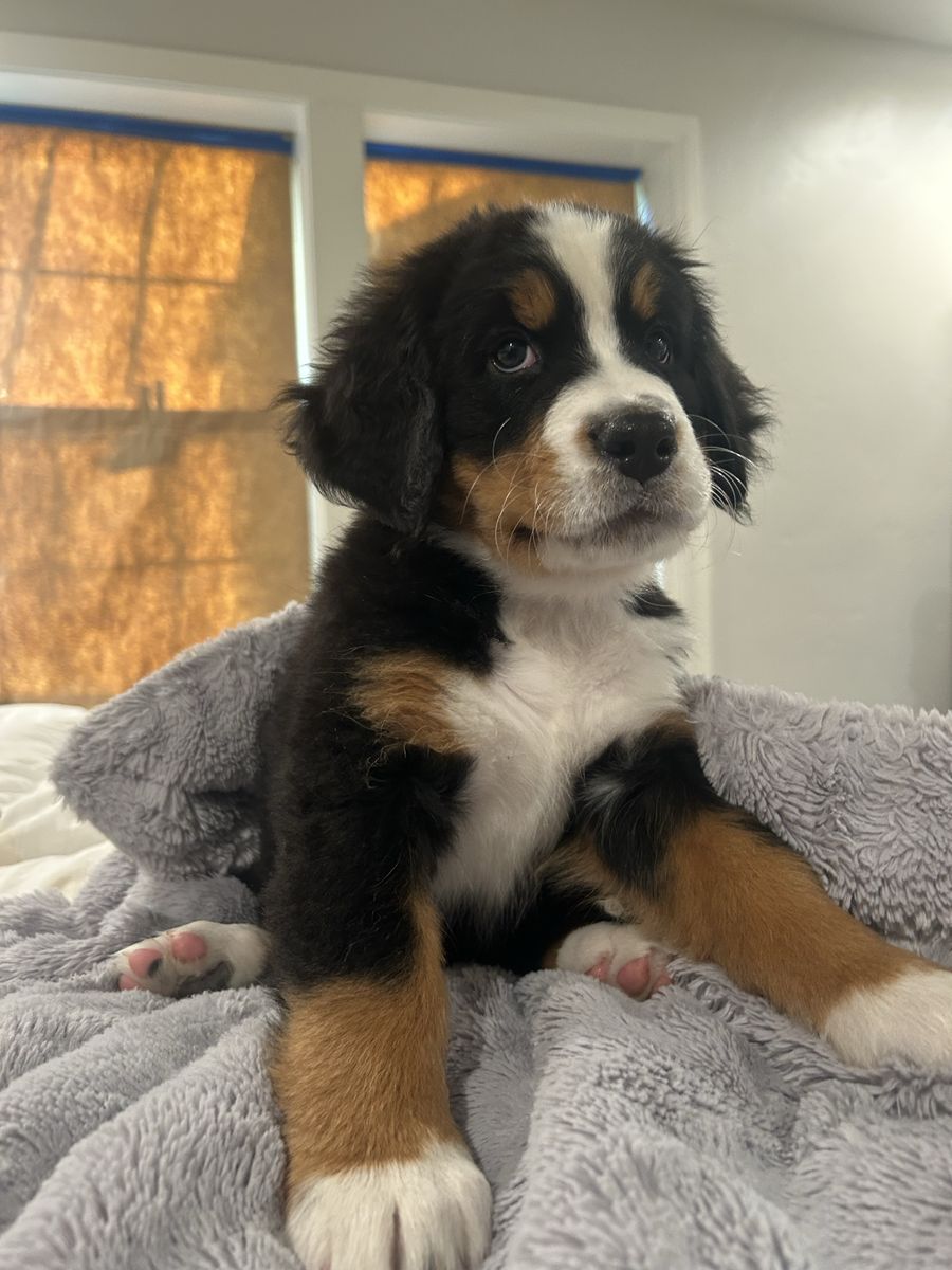 AKC Bernese Mountain Dog Puppies