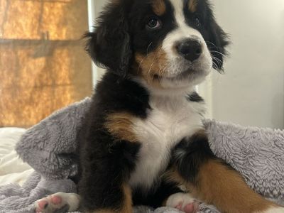 AKC Bernese Mountain Dog Puppies