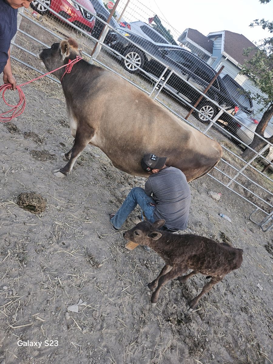 Cattle