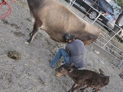 Cattle