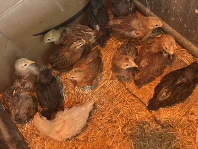 Chicks For Sale