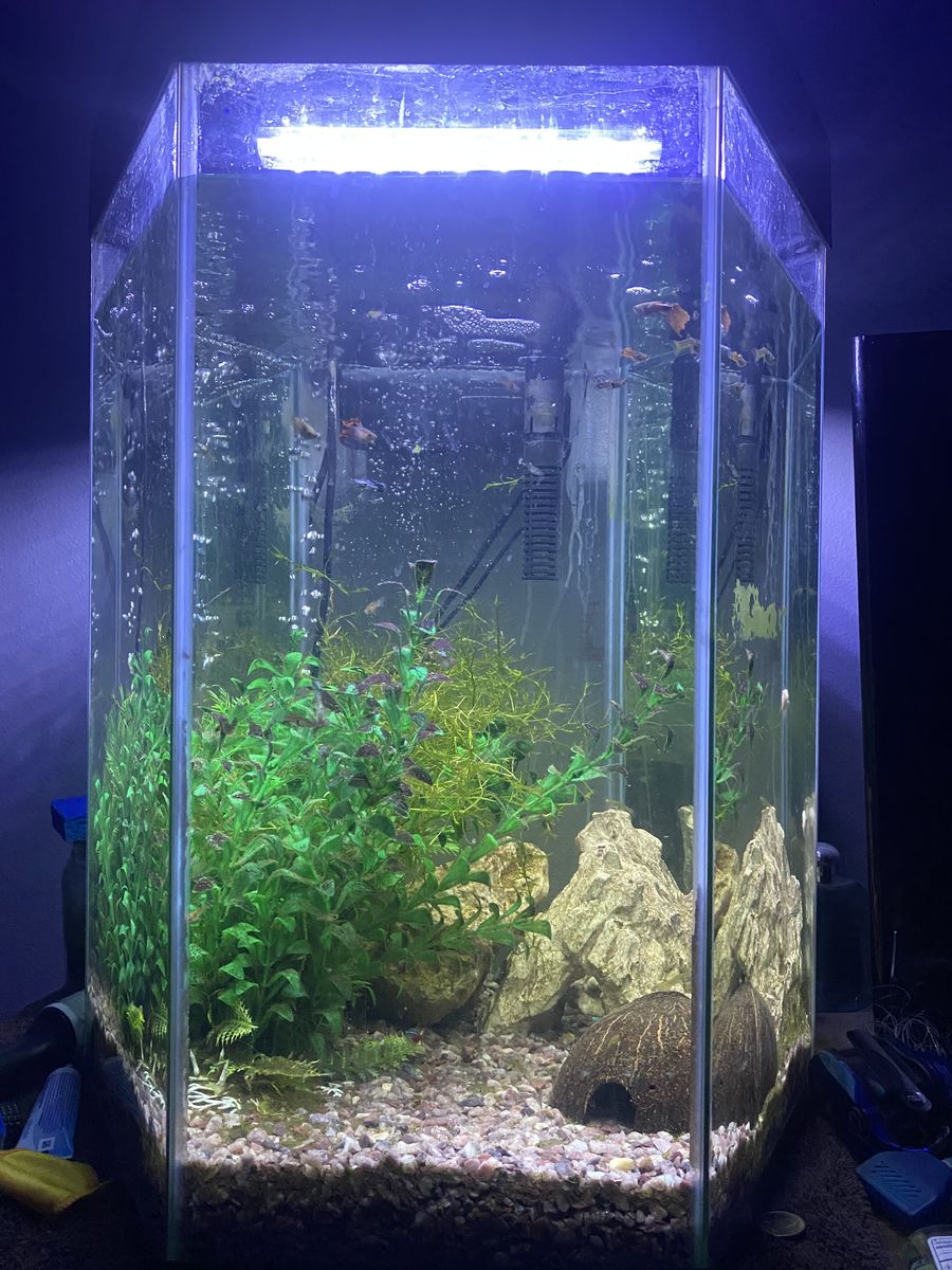 Hexagonal 25 Gallon Tank Fully Set Up