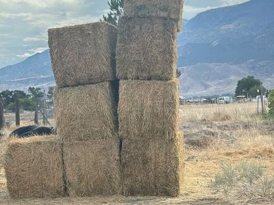 3x3x8 Alfalfa Bales