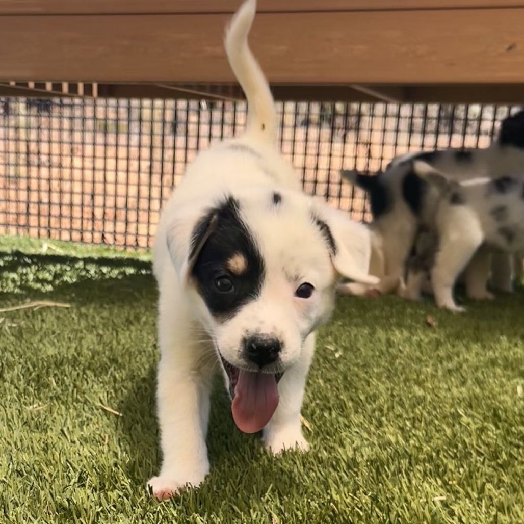 Hello my name is Sugar