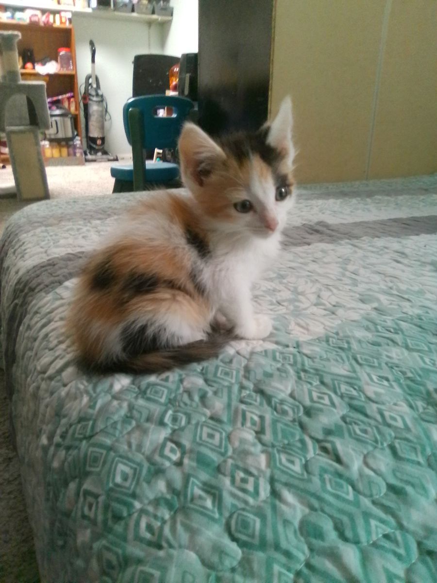 Kittens ready for their forever homes