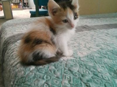Kittens ready for their forever homes
