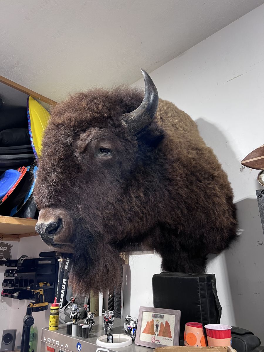 American Bison Mount (Massive Soulder Mount)