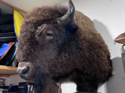 American Bison Mount (Massive Soulder Mount)