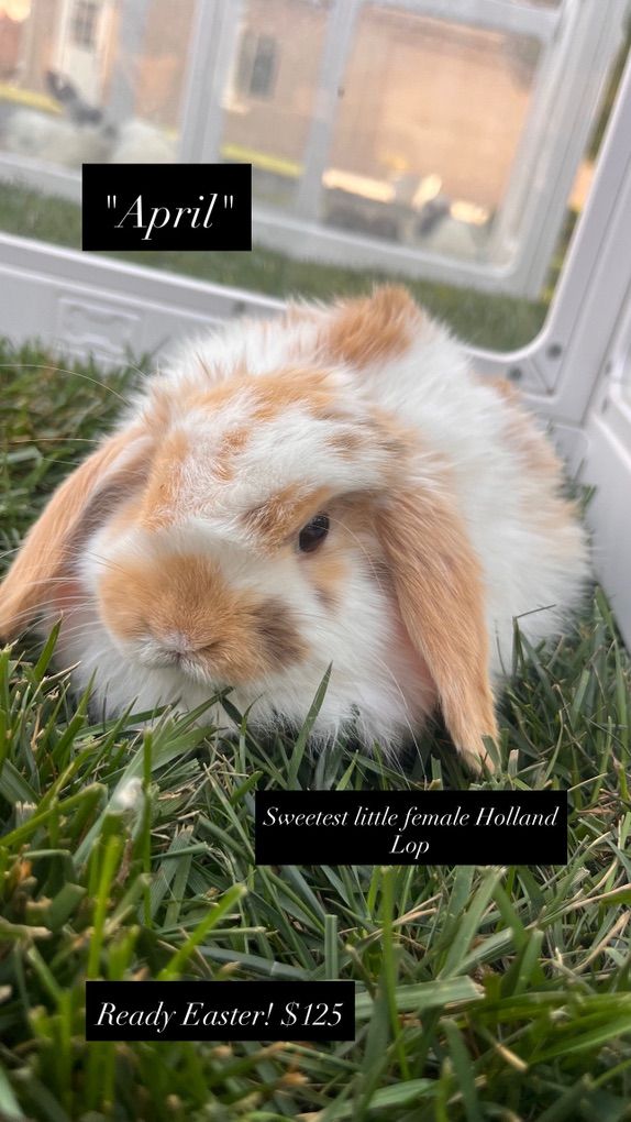Easter Ready! Hollandlop Baby Bunnies