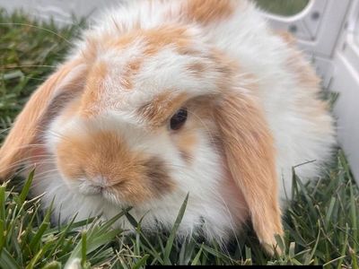 Easter Ready! Hollandlop Baby Bunnies