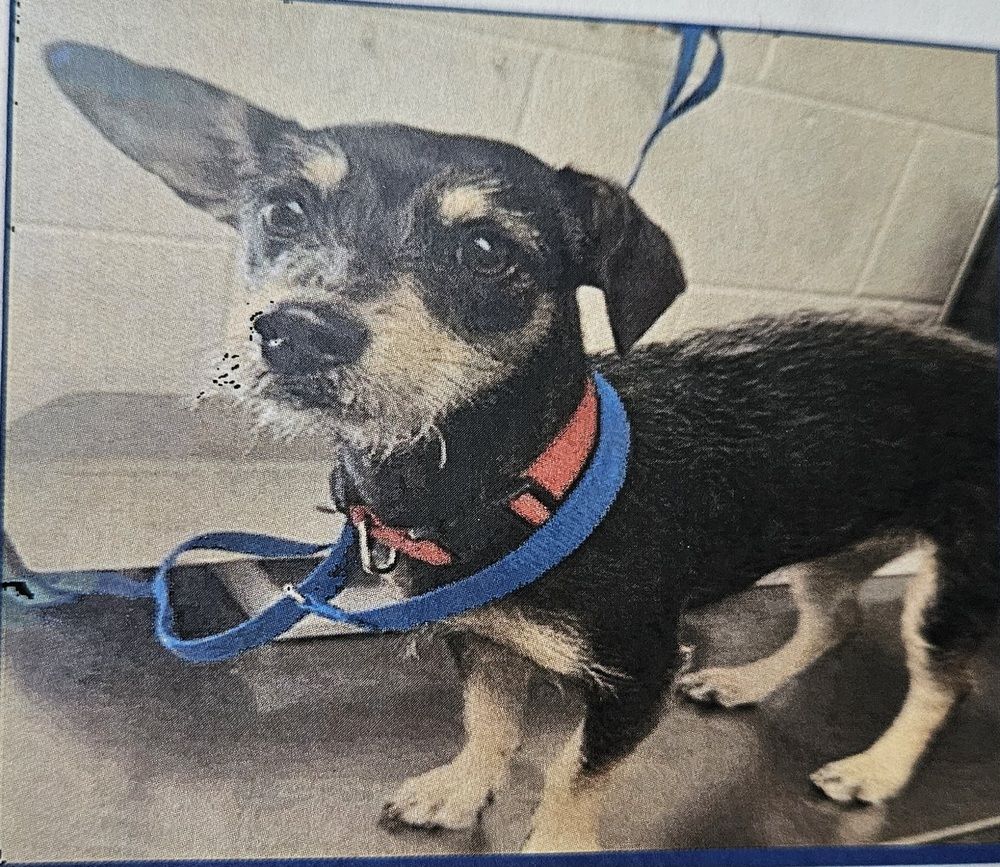 Terrier (Louise)