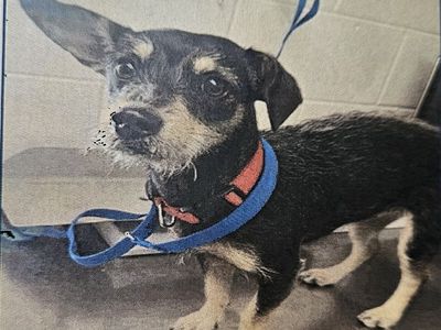 Terrier (Louise)