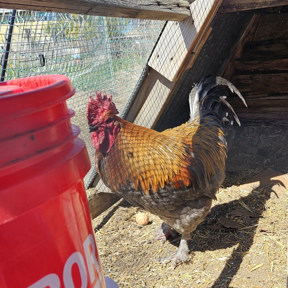 French Blue Copper Marans rooster