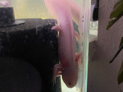 Selling entire axolotl setup