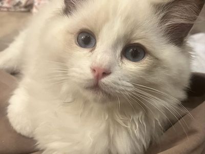Gorgeous Purebred Ragdoll Kittens Available