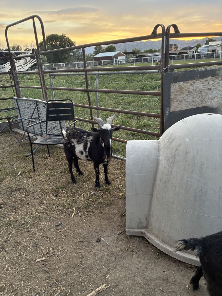 Nigerian Dwarf goat