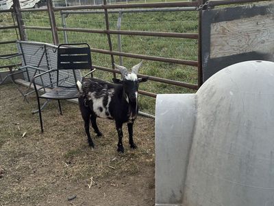 Nigerian Dwarf goat