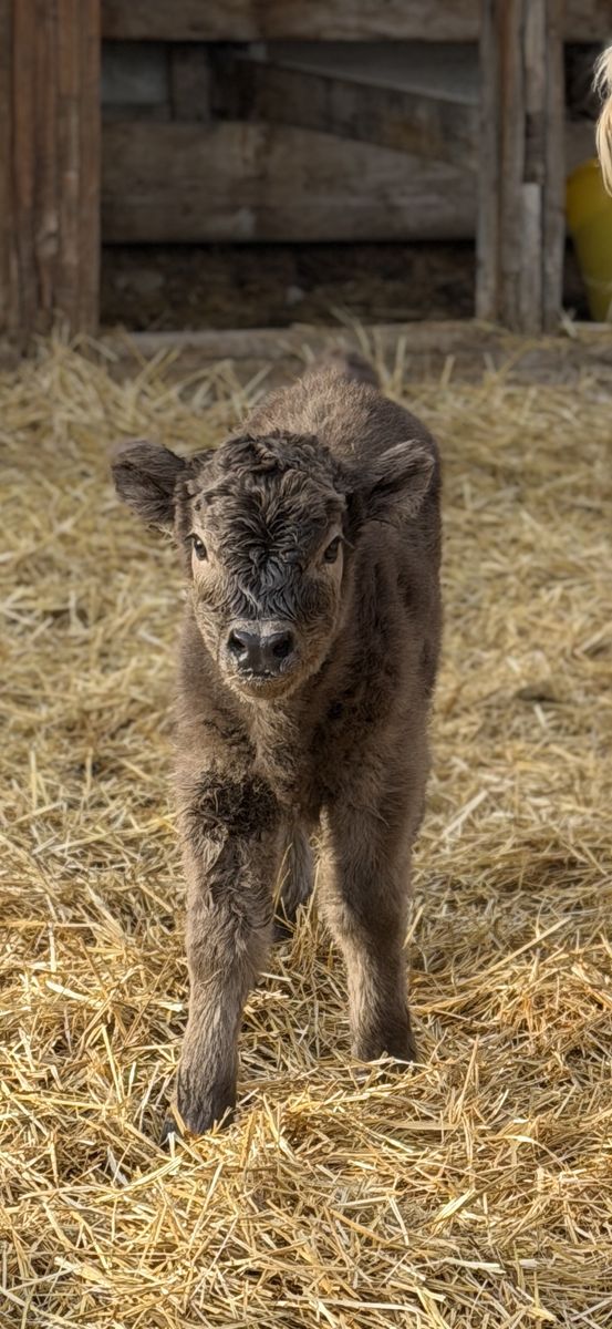 Silver Highland Bull Calf