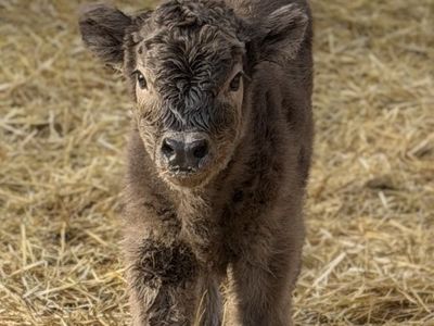 Silver Highland Bull Calf