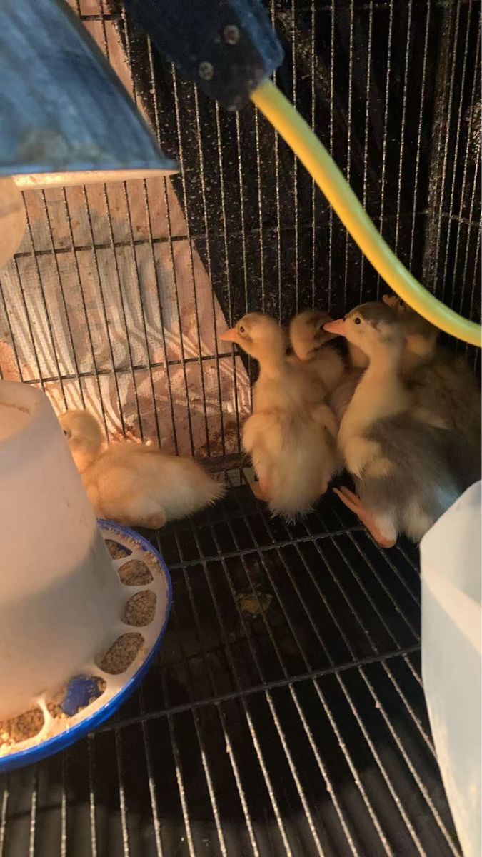 Indian Runner Ducklings