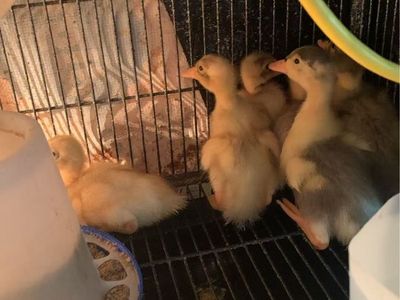 Indian Runner Ducklings
