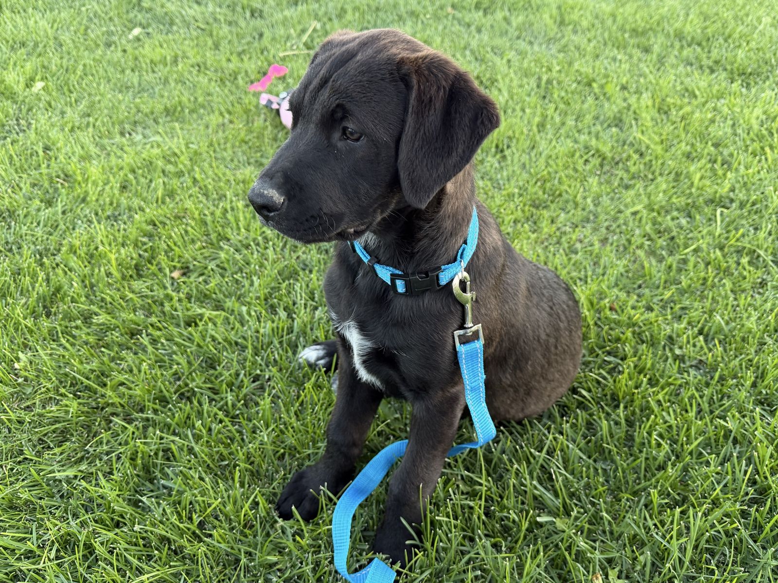 Puppies