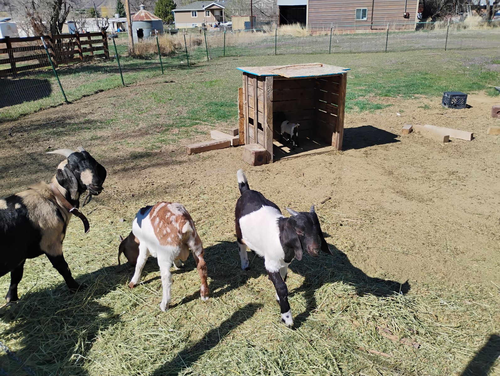 Boer Goats for Sale – Healthy, Friendly, & Ready for New Homes
