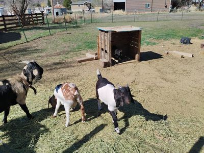 Boer Goats for Sale – Healthy, Friendly, & Ready for New Homes