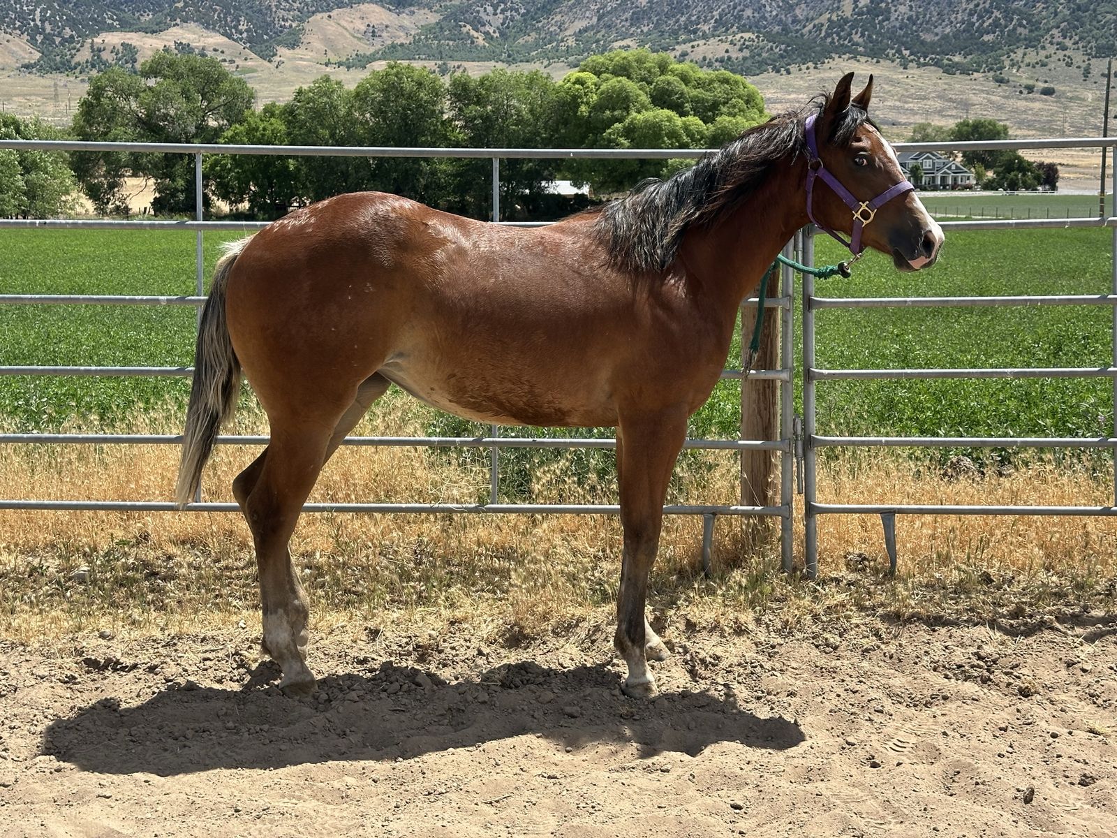 SPOOKS GOTTA SPARK x GUNNATRASHYA yearling filly by huge stoppers! reining NRHA