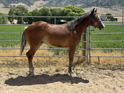 SPOOKS GOTTA SPARK x GUNNATRASHYA yearling filly by huge stoppers! reining NRHA